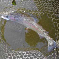 大安トラウトレイク釣果